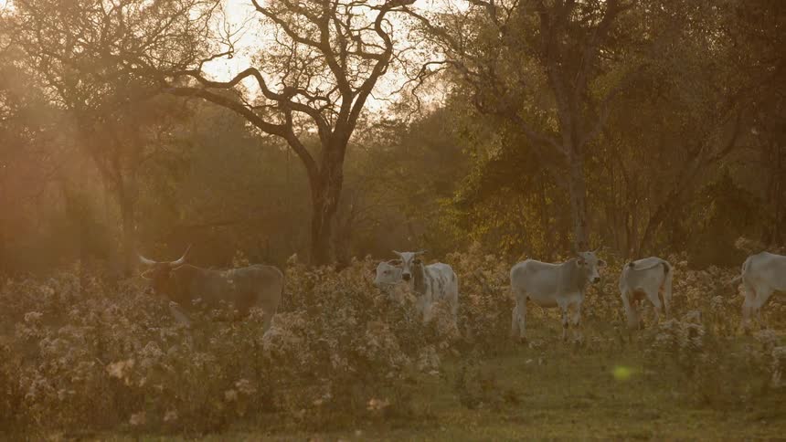 The cows are standing on the field together