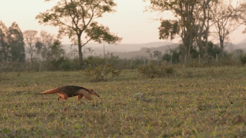 The ant eater moves across the field