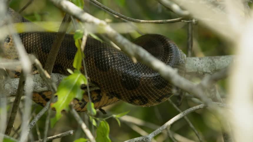 A snake is curled up on a branch