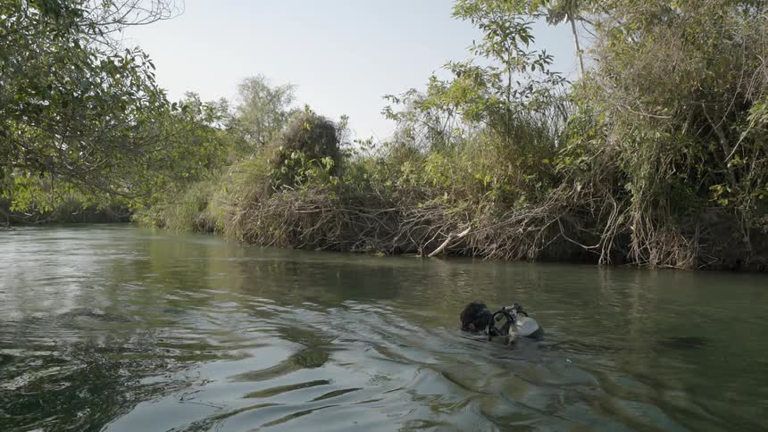 Divers swim in a river