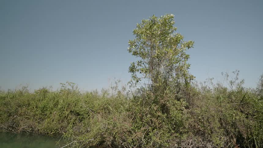 Trees and grass on a river bank blow in the wind