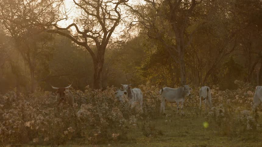Cows are grazing in a field of trees and flowers in daylight