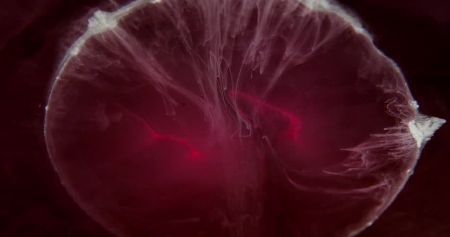 The jellyfish moves around in the dark water