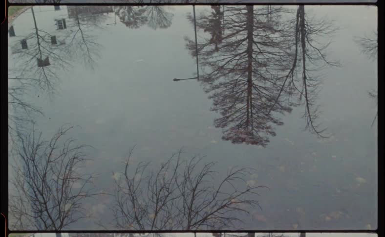 Trees and street lights are reflecting in a pond in daylight