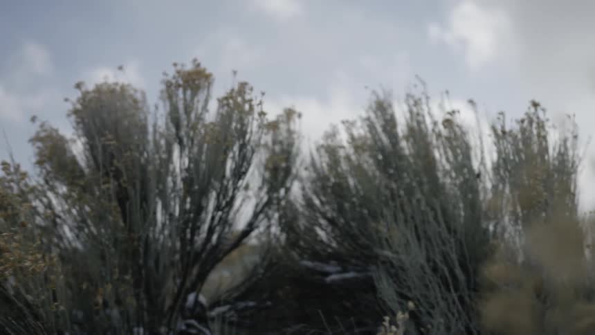 The wind blows shrubs and grass