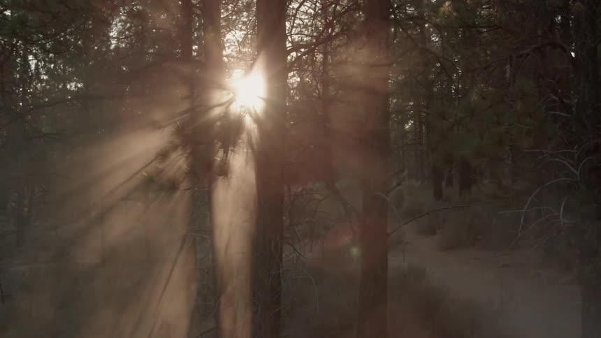 Descending slowly through forest trees as sunbeams illuminate the misty air