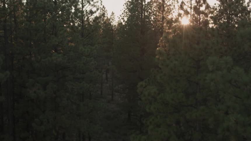 Ascending through a stand of sun kissed Ponderosa pine trees