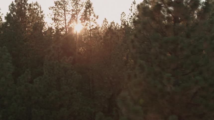 Dynamic descent into a beautiful forest as the sun shines between tree trunks and branches