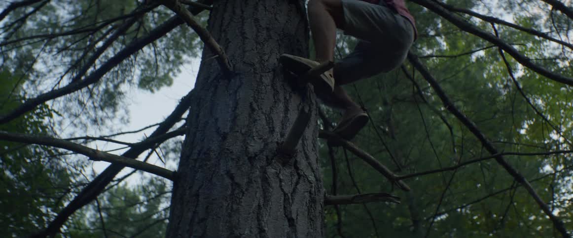 A man climbs a tree