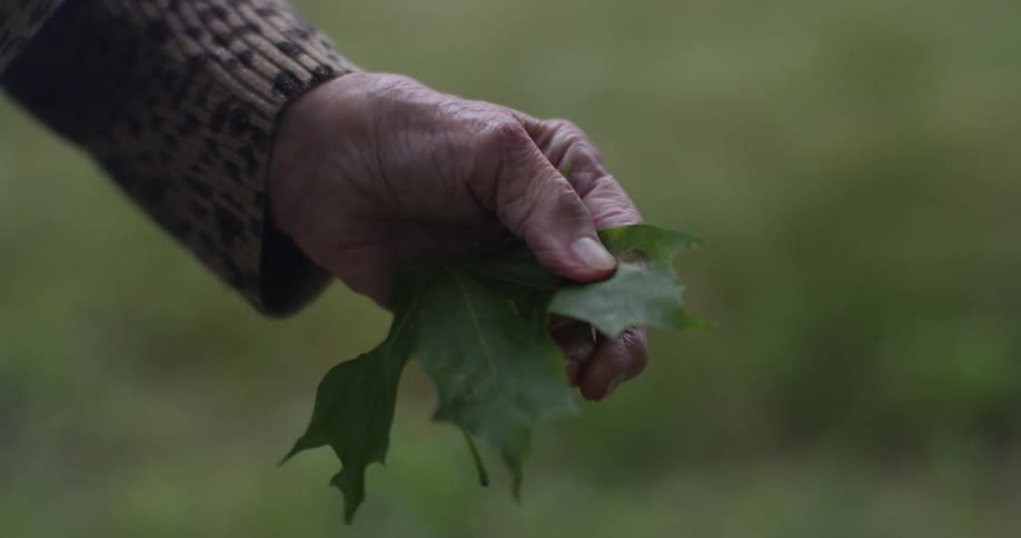 A woman holds a leaf in her hand