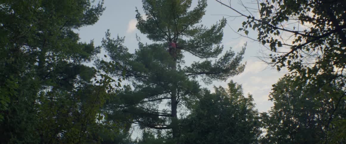 A person stands high in a tree they climbed