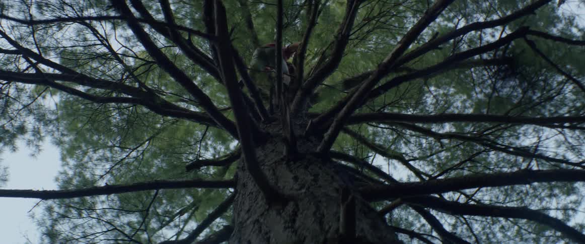 A man climbs a tall tree