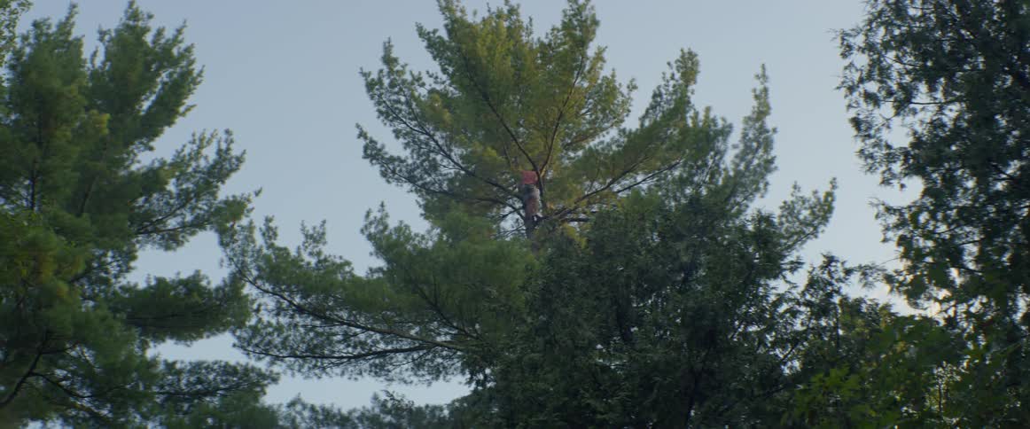 A person climbs high in a tree