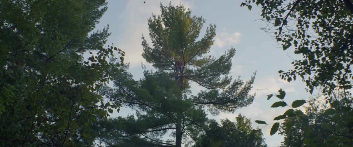 A man is climbing down from a tree outside in daylight