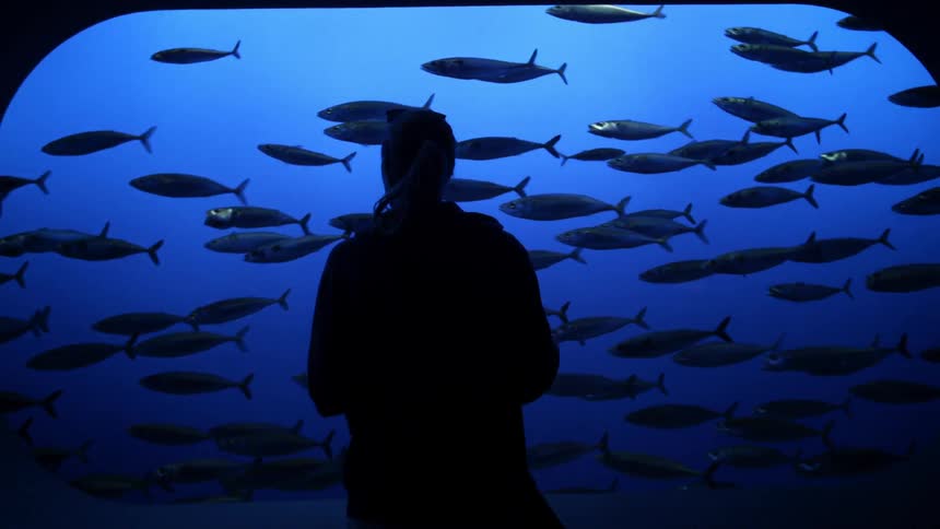 A person watches a school of fish in the aquarium
