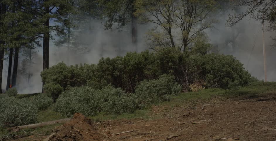 Smoke floats through a forest