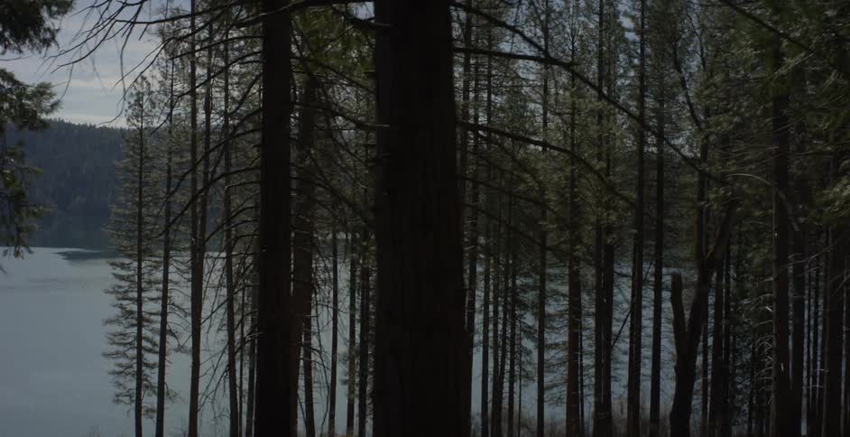 Forest trees grow next to a lake