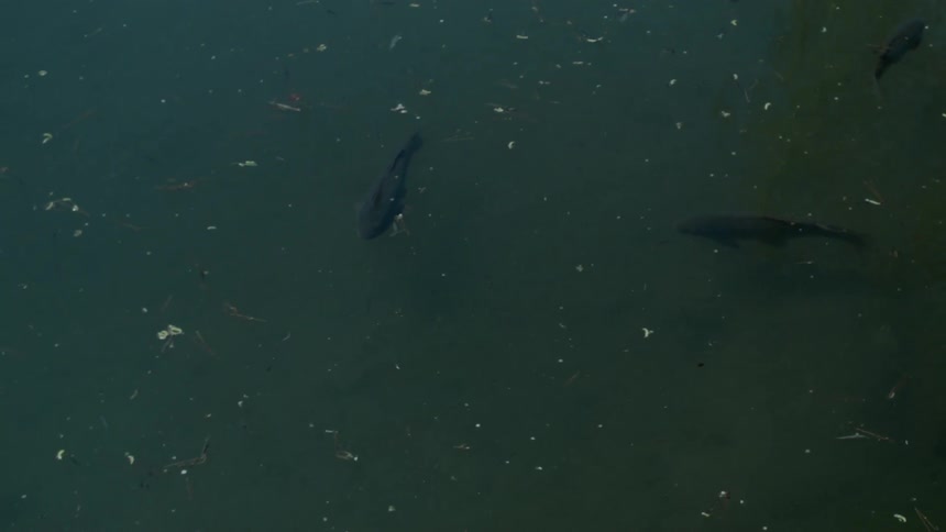 Koi fish are swimming in a pond during the day