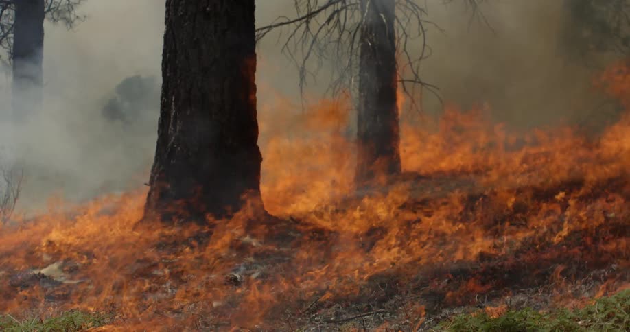 A fire burns in a forest