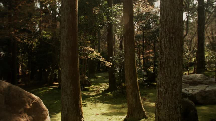 Forest stands tall under a sunny sky