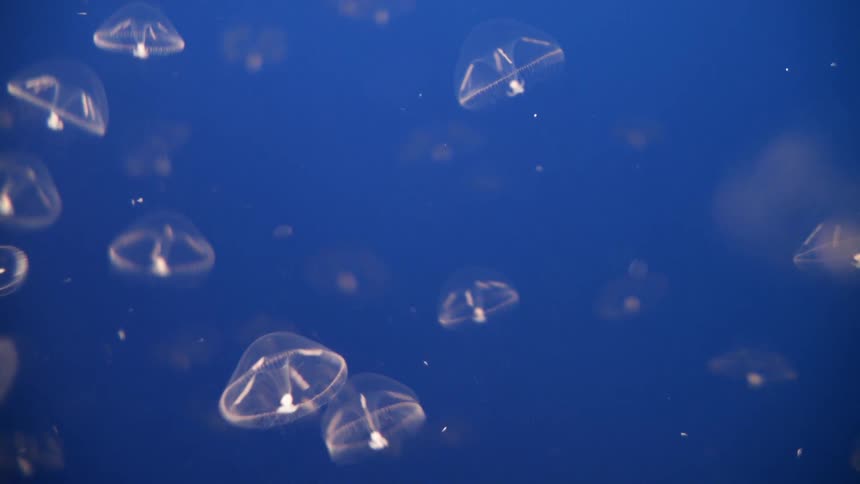 Jellyfish swim in water