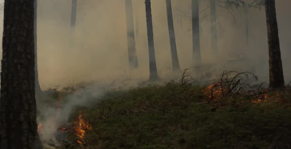 Fire burns in the smoky forest
