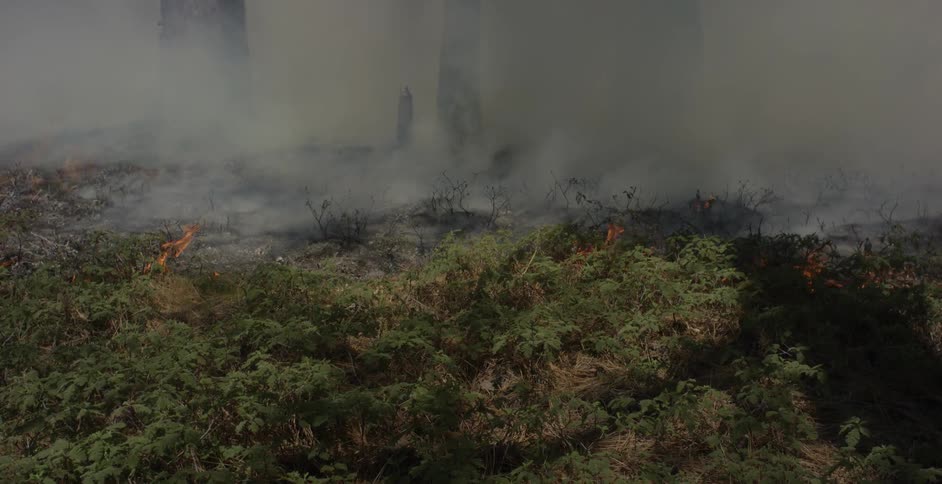 The forest is on fire with the grass burning and creating smoke