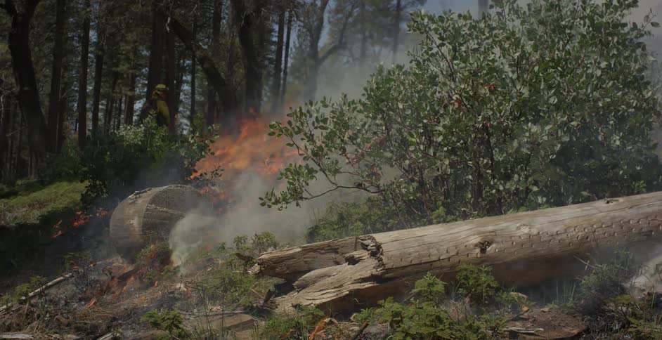 A fire burns in a forest