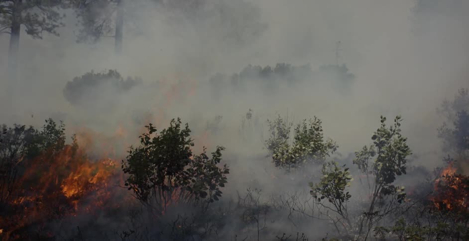 A brush fire is burning bushes and grass in daylight