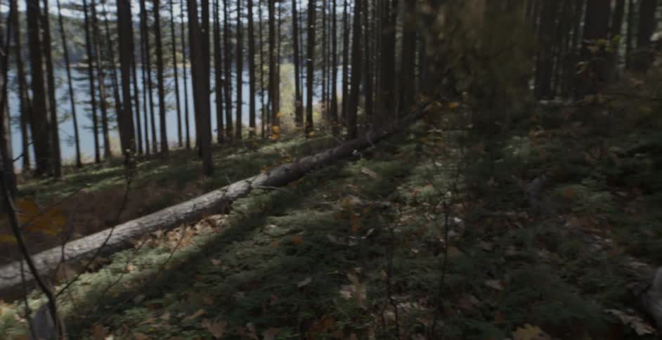 A logger watches as a tree falls