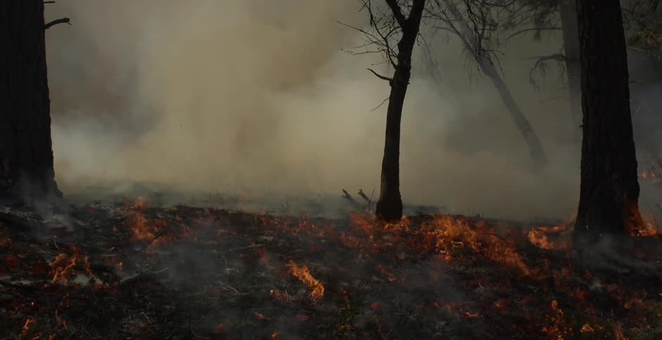 Fires is burning a forest floor in daylight