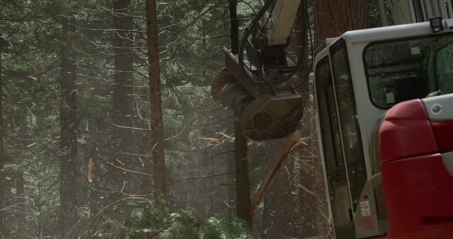 Heavy machinery cuts down a tree