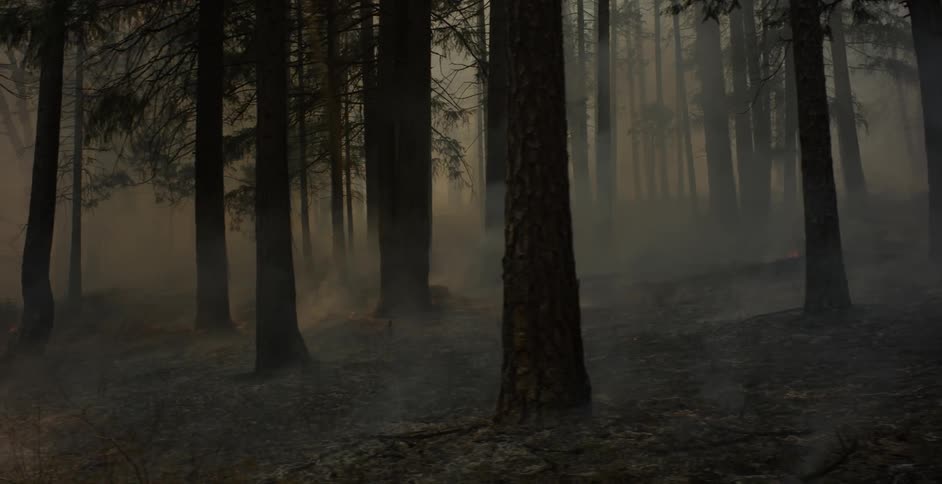 Smoke rolls through the dark forest