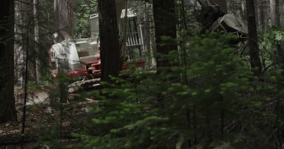 Heavy machinery cuts down a tree