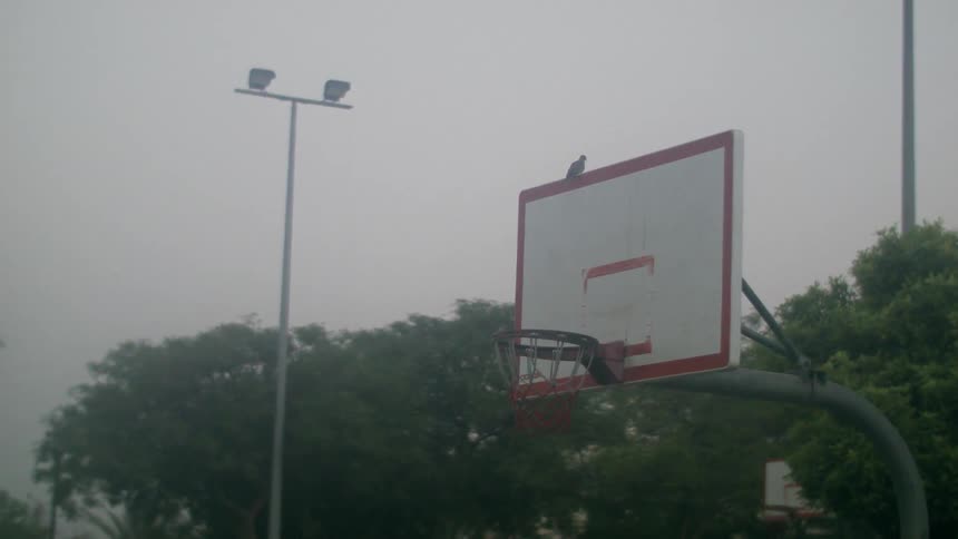 Bird sits on the edge of outdoor basketball hoop