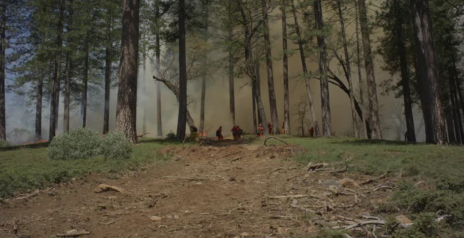 Firefighters stand near burning trees as smoke billows