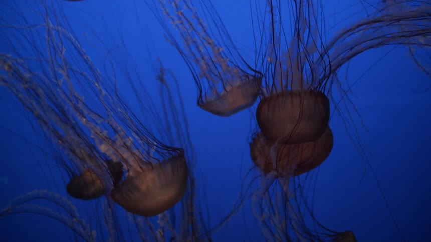 Jellyfish swim in the ocean