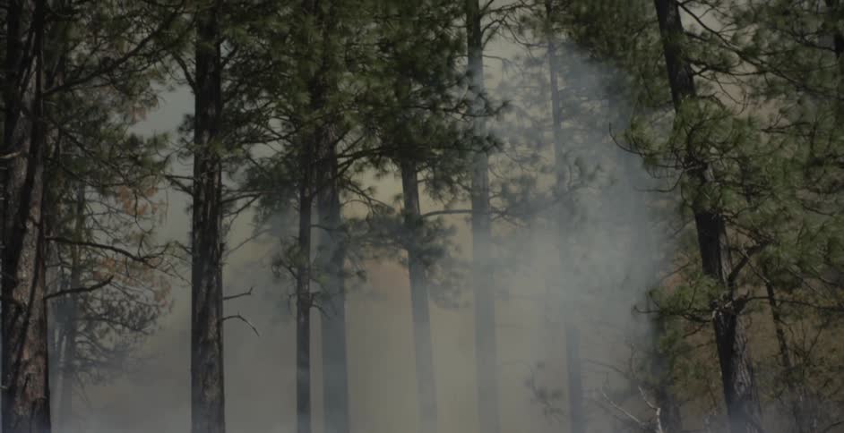 A forest fire is filling the woods with smoke