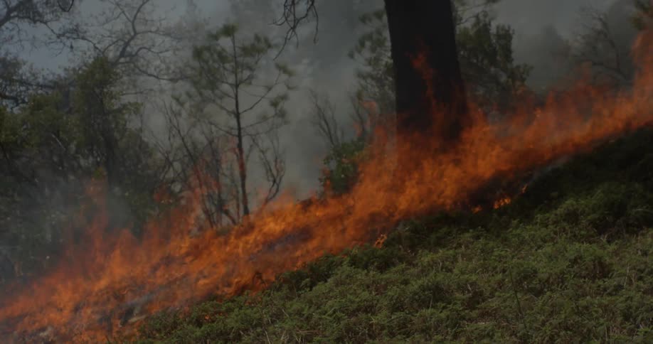 A fire burns in a forest