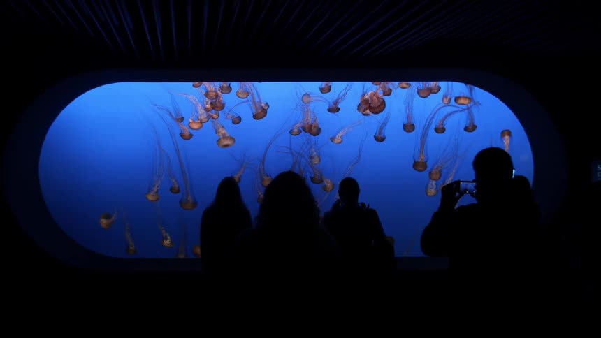 People look at jellyfish in an aquarium