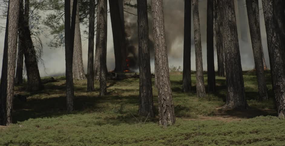 A fire is spreading smoke through the forest