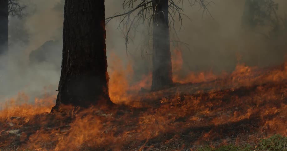 A fire burns in a forest