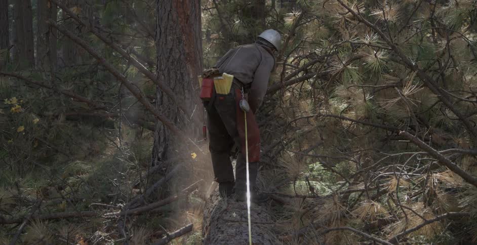 A lumberjack cuts a tree with a chainsaw