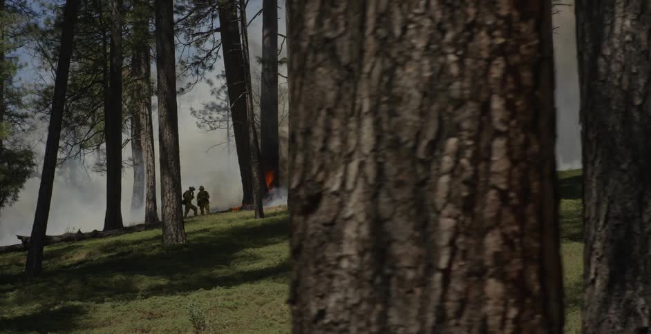 Two men watch the smoke in the forest