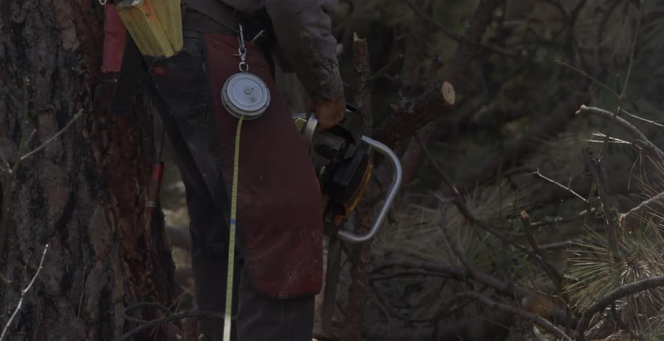 Man cuts tree limbs with a chainsaw