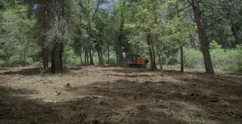 A bulldozer is moving towards a tree in a wooded area in daylight