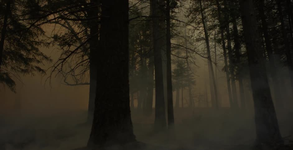 The forest is on fire and full of smoke
