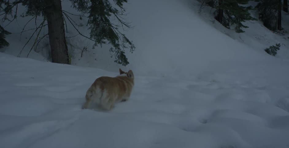 Dog walks through the deep snow