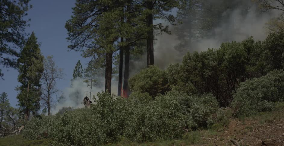 Smoke and flames around trees in a forest