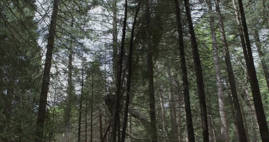 A forest tree is cut down